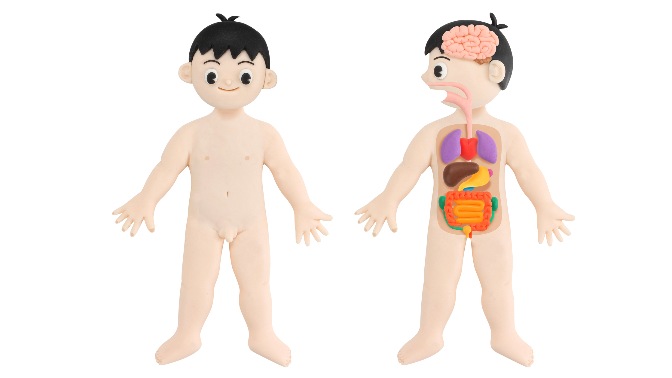 【クレイアート／粘土立体イラスト】<br>月刊保育絵本『キンダーブック』“からだのしくみ”ビジュアル制作