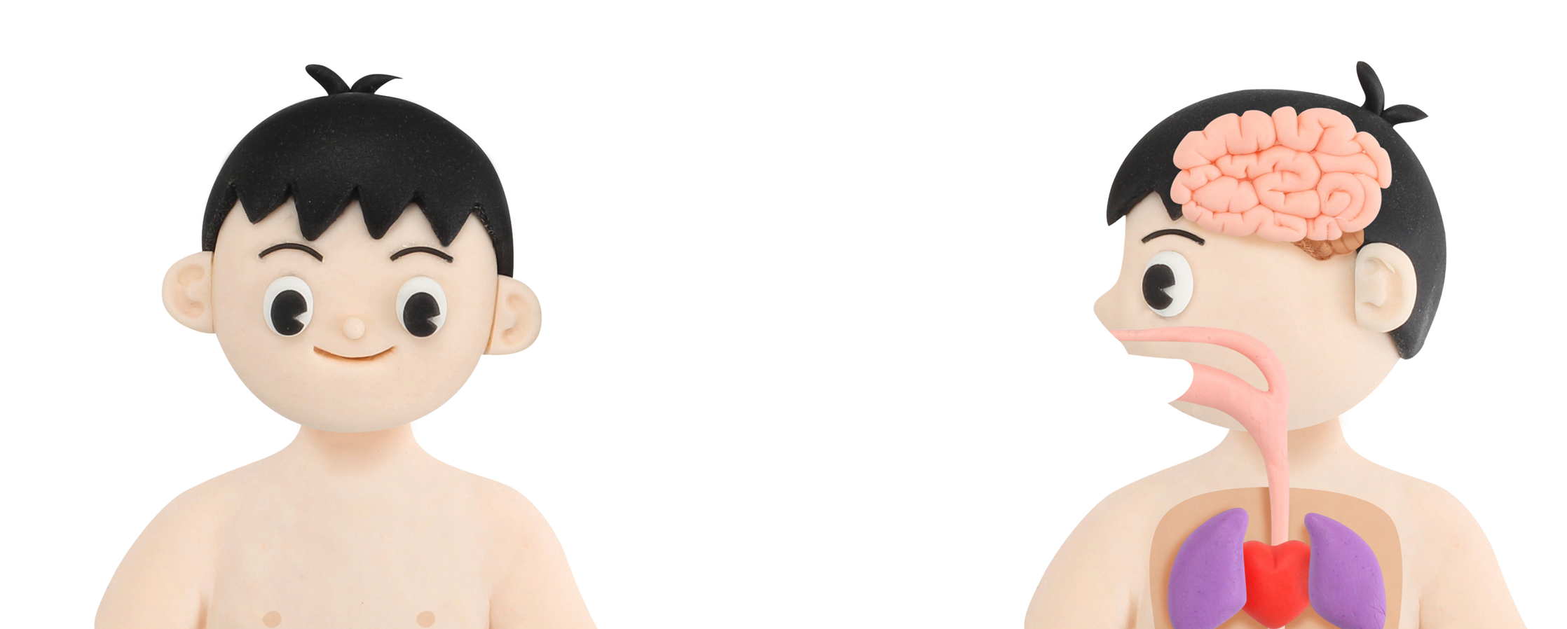 【クレイアート／粘土立体イラスト】<br>月刊保育絵本『キンダーブック』“からだのしくみ”ビジュアル制作